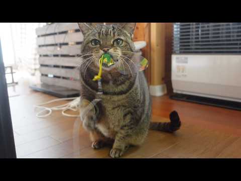 mugumogu - YouTube