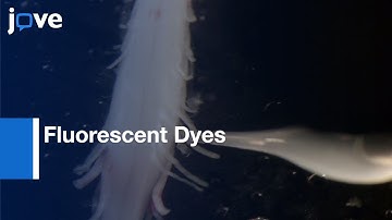 Retrograde Loading Of Nerves, Tracts, & Spinal Roots With Fluorescent Dyes l Protocol Preview