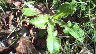 EatTheWeeds: Episode 66: Sonchus II, Sow Thistle
