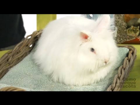 CONEJOS - El conejo Angora, de pelo largo
