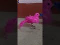 Bird 🐦 In Carft #carfts #birds