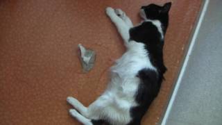 FIP in Cat FIP in Cat
