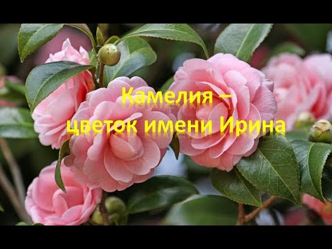 Камелия  цветок имени Ирина