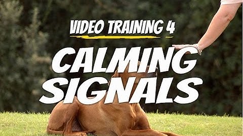 Dog Calming Signals | Perfect Execution