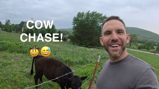 Cow Escapes and NEARLY Get Hit by a Car!!!