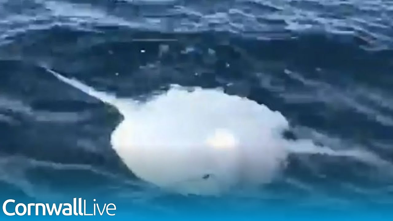 Ocean sunfish that looks like 'giant swimming head' captured on video 