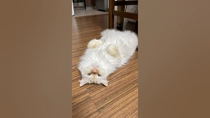 Video 11758151: cat sleeping