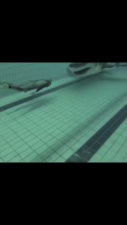 SWIMMING INTO A SHARK?!