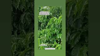 Mudas Do Viveiro Café Do Cerrado