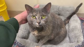 Gracie  adoptable cat at Oshkosh Area Humane Society