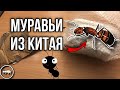 РАСПАКОВКА ПОСЫЛКИ С МУРАВЬЯМИ ИЗ КИТАЯ // ЭТО СВЕРШИЛОСЬ!!! // AntKeeper