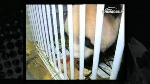 Giant pandas arrive in the UK
