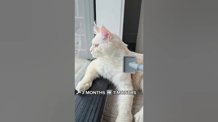 Video 11623561: mainecoon cat, cat kitten pets