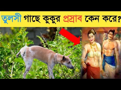 ভিডিও: কুকুর কি নিরামিষাশী হতে পারে?