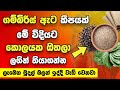 ගම්බිරිස් ඇට කීපයක් මේ විදියට කොලයක ඔතලා ලගින් තියාගන්න ලැබෙන මුදල් බලන් ඉද්දී වැඩි වෙනවා | Welawa