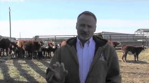 Is 2 Stage Weaning a Stress - Reducer for Calves?