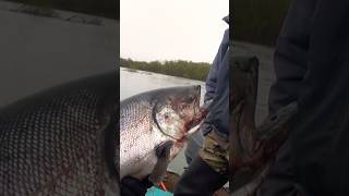 Королевский лосось в деле! King Salmon Fishing