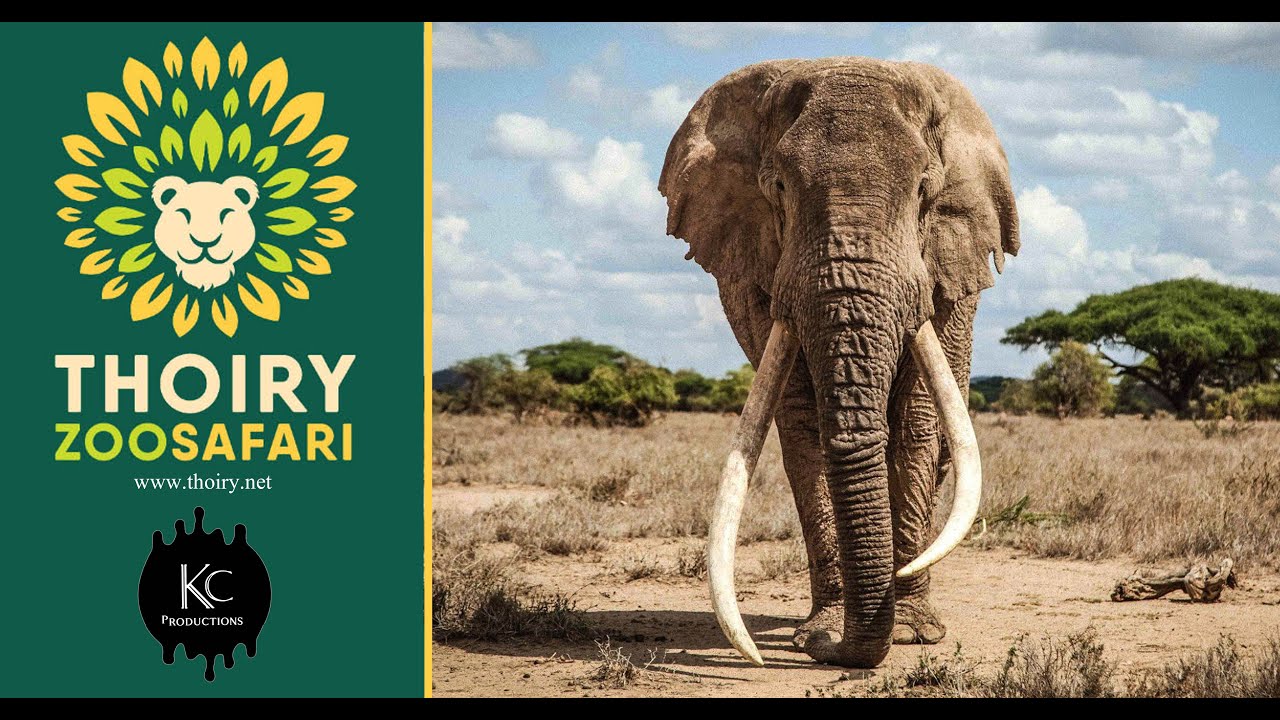 Thoiry zoo | Zoo Thoiry France | Safari zoo thoiry | Safari vlog