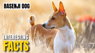 Amazing facts of Basenji dog | Interesting Facts | The Beast World