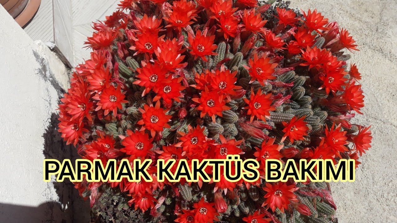 PARMAK KAKTÜS BAKIMI SAKSI DEĞİŞİMİ