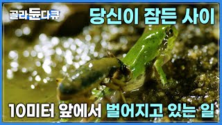 지금도 풀 숲은 시끌벅적! 우리가 잠든 시간 곤충은 이렇게 살아남습니다│숙면 자연 다큐멘터리│다큐프라임│#골라듄다큐