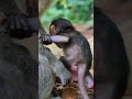 So cute adorable Baby Malik  #monkey #monkey05 #monkeybehavior #animals #monkey4u #babymonkey