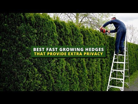 Top 5 Best Fast-Growing Hedges That Provide Extra Privacy 🌲🌳