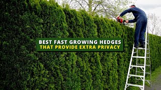 Top 5 Best Fast-Growing Hedges That Provide Extra Privacy 🌲🌳