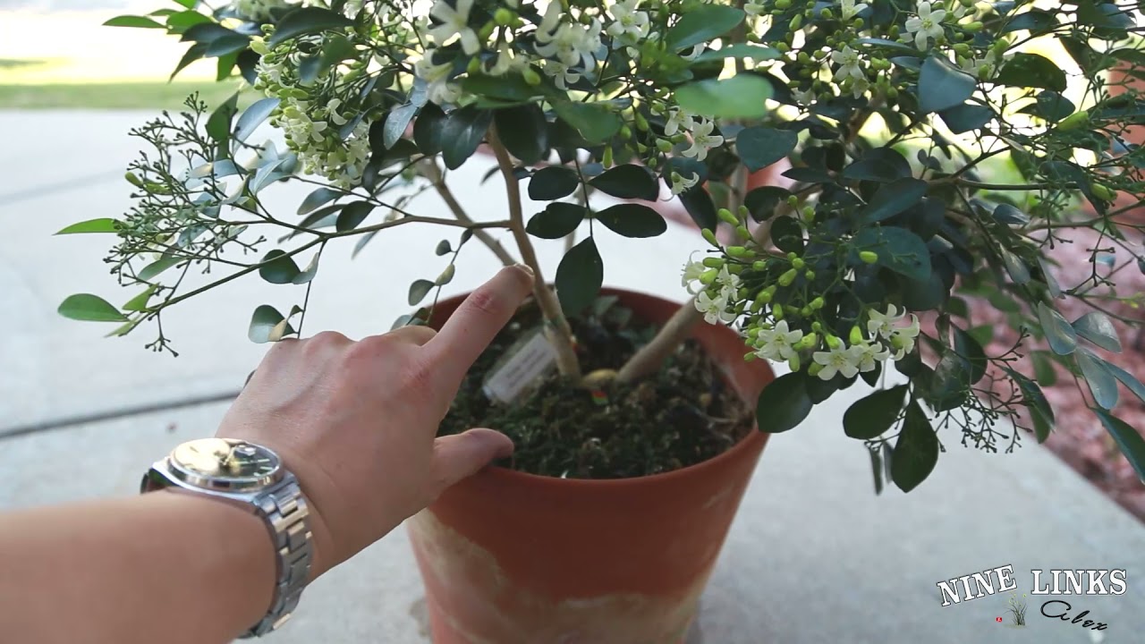 Orange Jasmine Cares and Blooms