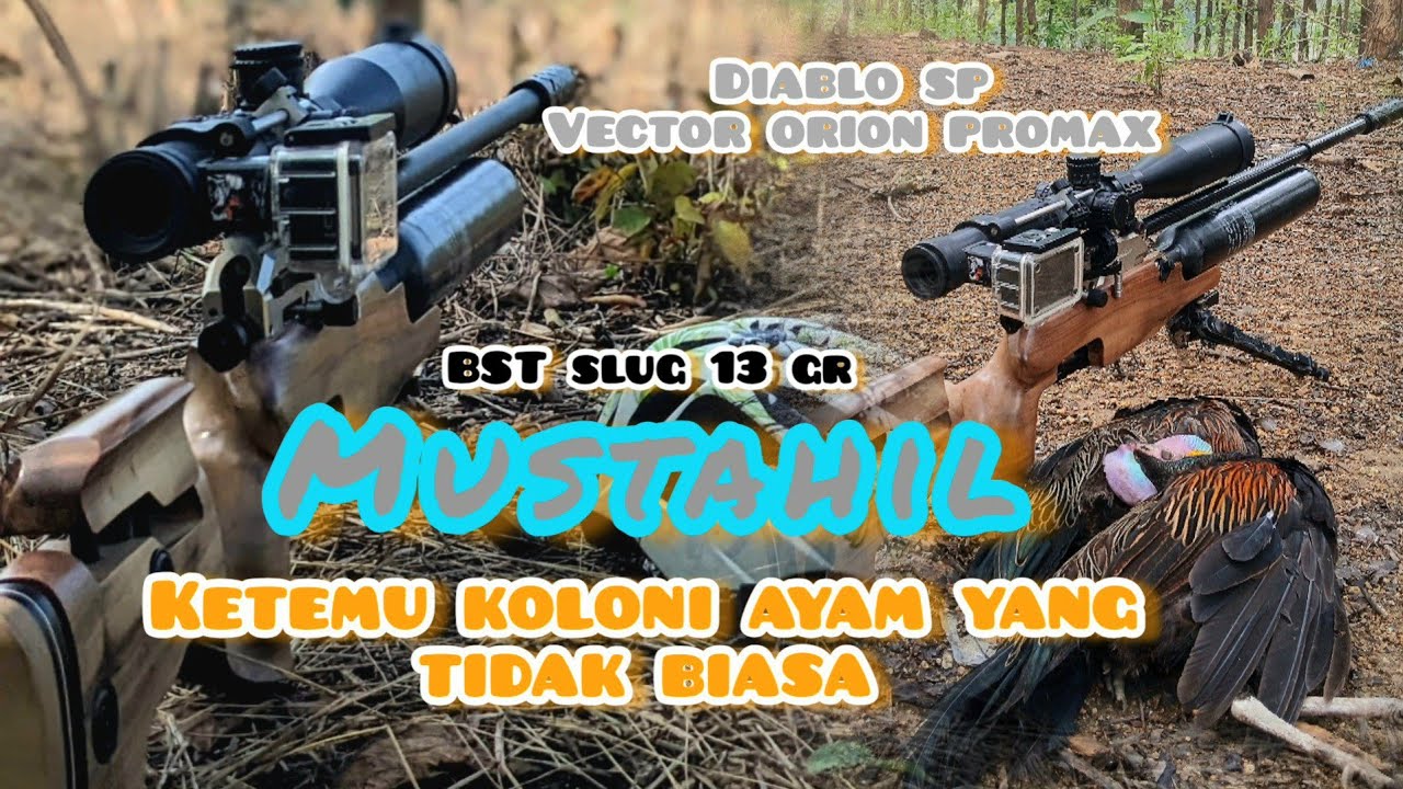 Koloni ayam hutan yang datang secara tiba tiba @sbc177 berikut bahas spec unid 