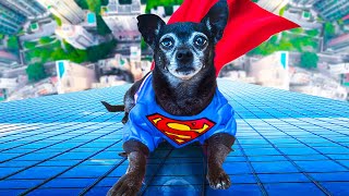 Transforming Our Dogs Into Superheros To Protect Baby by PawZam Dogs 419,845 views 1 year ago 8 minutes, 2 seconds