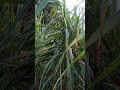 #Sugercane crop#Height8feet#Full mature period#Variety Copb92#shorts#Safewater#safeenvironment#birds