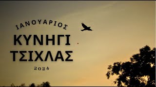 Κυνήγι Τσίχλας στην Κύπρο  Ιανουάριος 2024 (Hunting Song Thrush )  أغنية الصيد القلاع