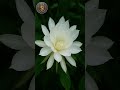 இரவின் ராணி பிரம்மகமலம்/Queen of the Night Brahmakamalam/top 10 encyclopaedia