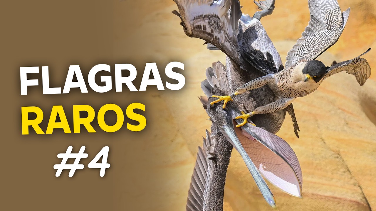 FLAGRAS INCRÍVEIS de AVES na NATUREZA #4 | Pássaros em MOMENTOS RAROS!