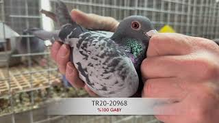 Tr22-20968 %100 Gaby