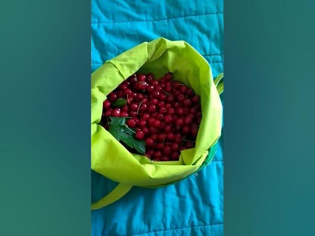 #entertainment#love#viral OMG YUMMY love this cherries