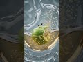 Apple Health Journey 🍎✨#AppleBenefits #HealthyAging #MedicalAnimation