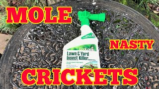 How I got rid of nasty mole crickets, hundreds & hundreds of them in my landscaping