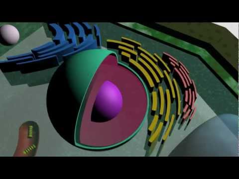 3D Plant Cell