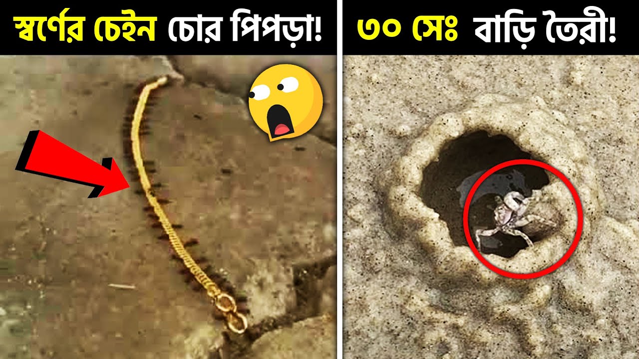 এ অসম্ভব! কেউ কল্পনাও করেনি… 1st Time in Pinikpi - YouTube