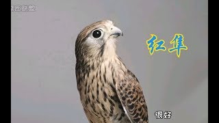 [红隼]安安疯狂骂街！跟长期病号相处的小秘密！