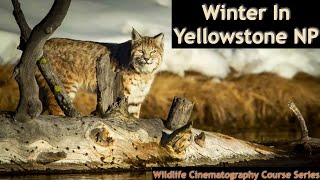 Best time to photography wildlife in Yellowstone
