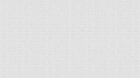 [PREVIEW] Video footage of real SOLITARY BIRDS 03 flying with ALPHA CHANNEL in full HD and 4K