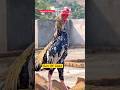 Awesome Breed Bird | Son Of King Jawa👑#shorts #rooster #viralvideo #youtubeshorts