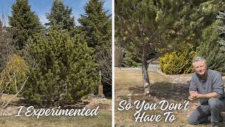 Should I Prune Up The Lower Branches On My Pine Tree