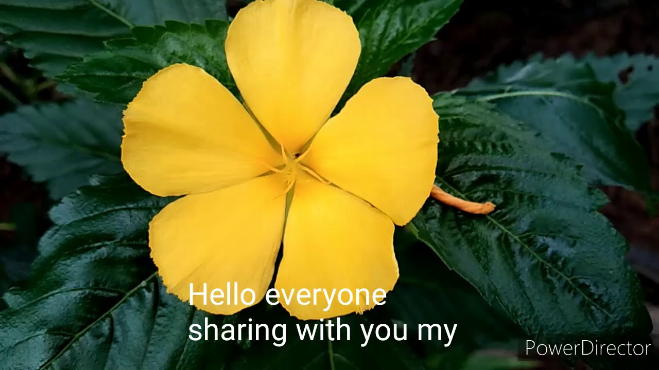 My favorite flowers - YouTube