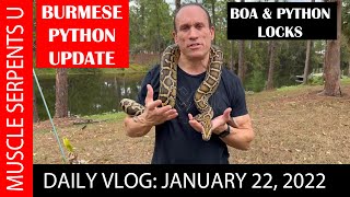 BURMESE PYTHON BEHAVIOR!  Plus; BOA & PYTHON BREEDING LOCKS! 1-22-22