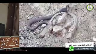 هل سبق لك ورأيت جنيا على صورة افعى يحرس الكنوز شاهد شيء يوقف العقل