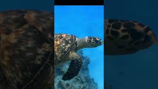 Sea Turtles: Graceful Guardians